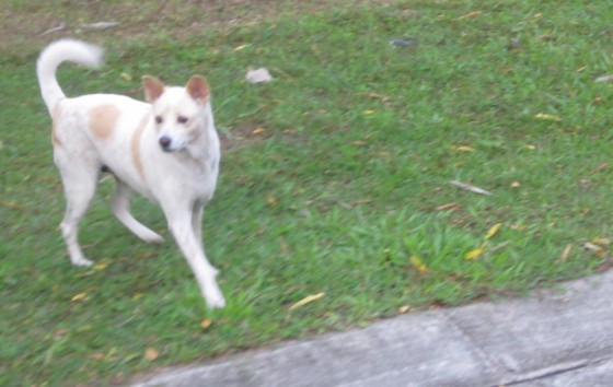 Blessy the dog (foto1)